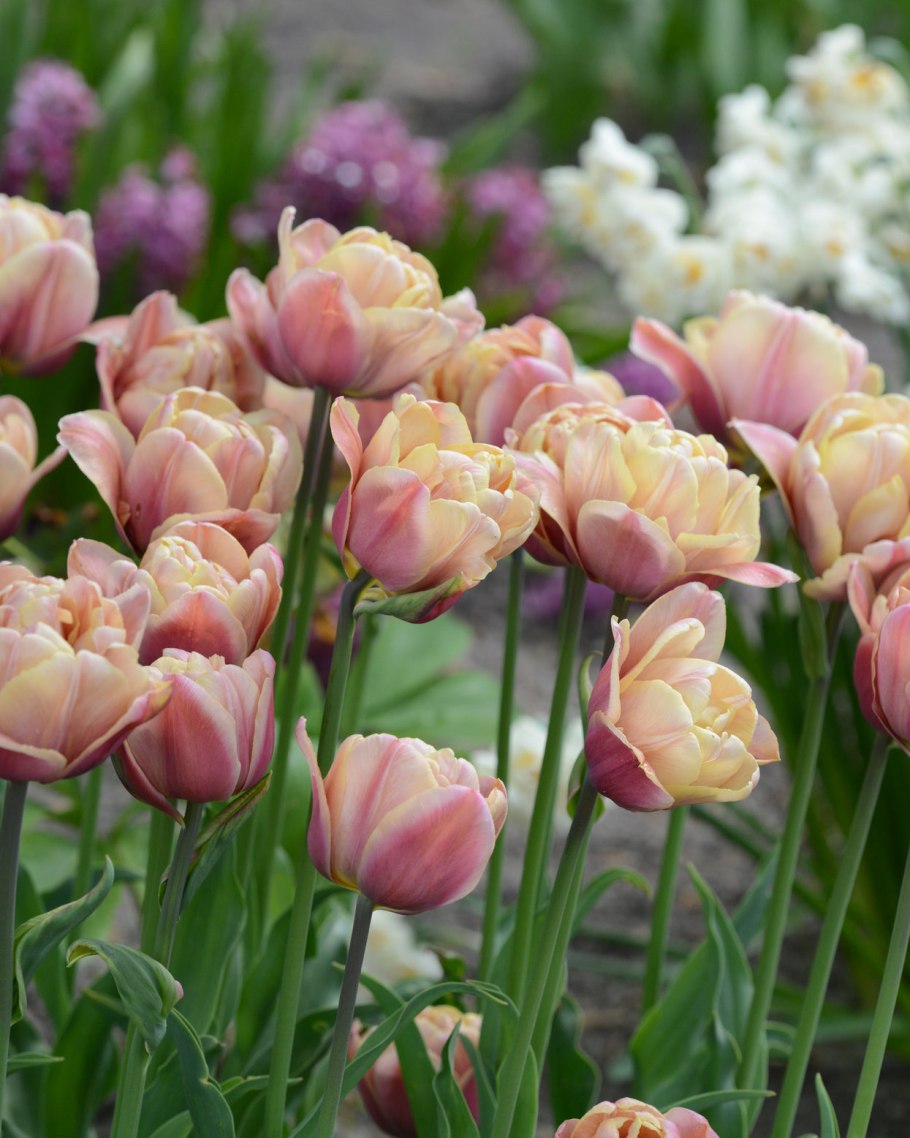 Ла Белле Эпок тюльпан