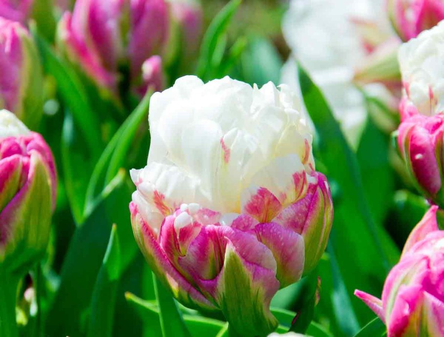 Тюльпан Blue Diamond - Блю Даймонд