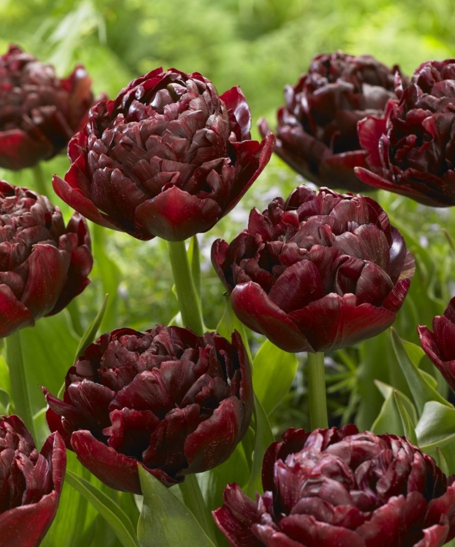 Тюльпан Дабл Твист