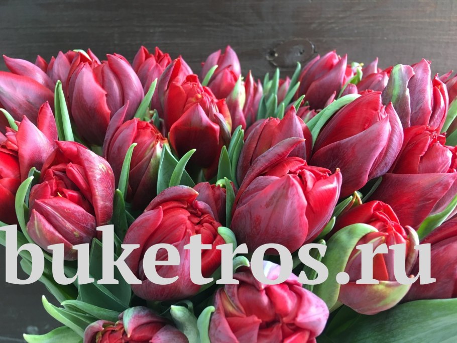 Тюльпан Канзас Прауд