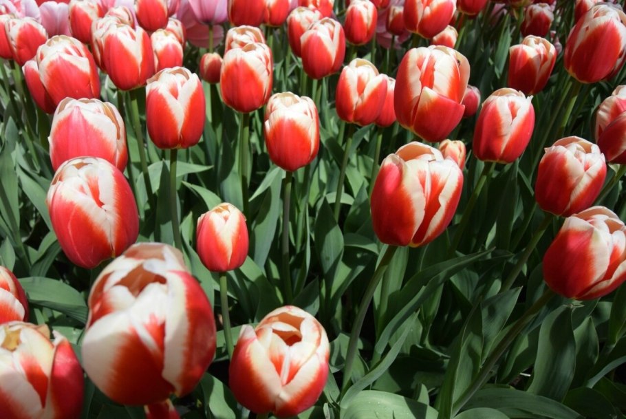 Тюльпан Триумф дебютант