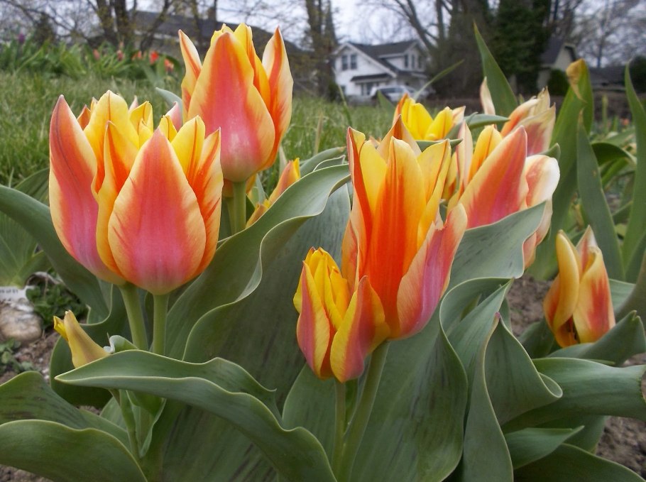 Тюльпан Грейга Quebec