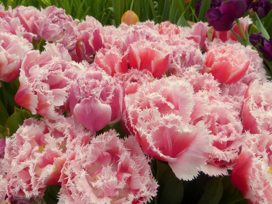 Тюльпан Фринджет Элеганс