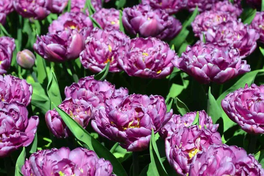 Тюльпан махровый Блю Даймонд