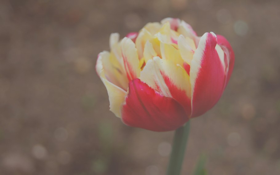 Тюльпан Абигейл (махровый)