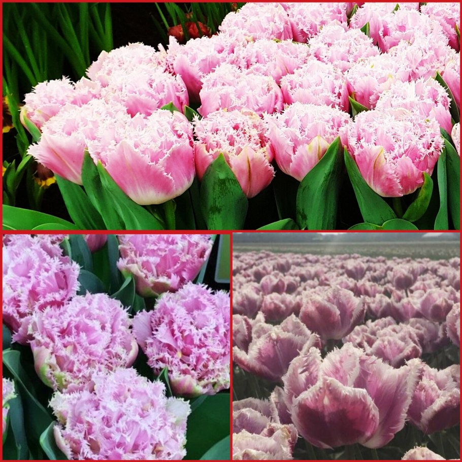 Тюльпан орлеанс