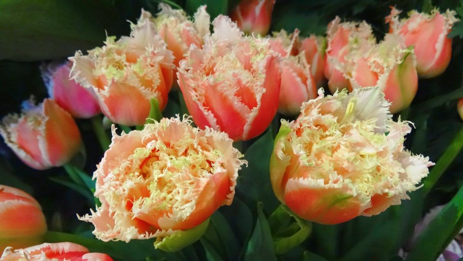 Тюльпан Бризбейн