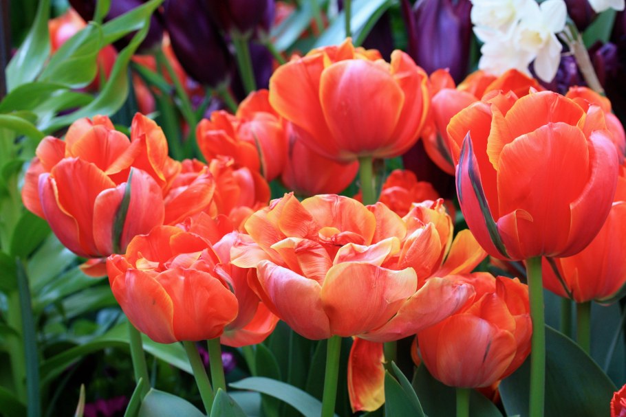 Тюльпан айкун