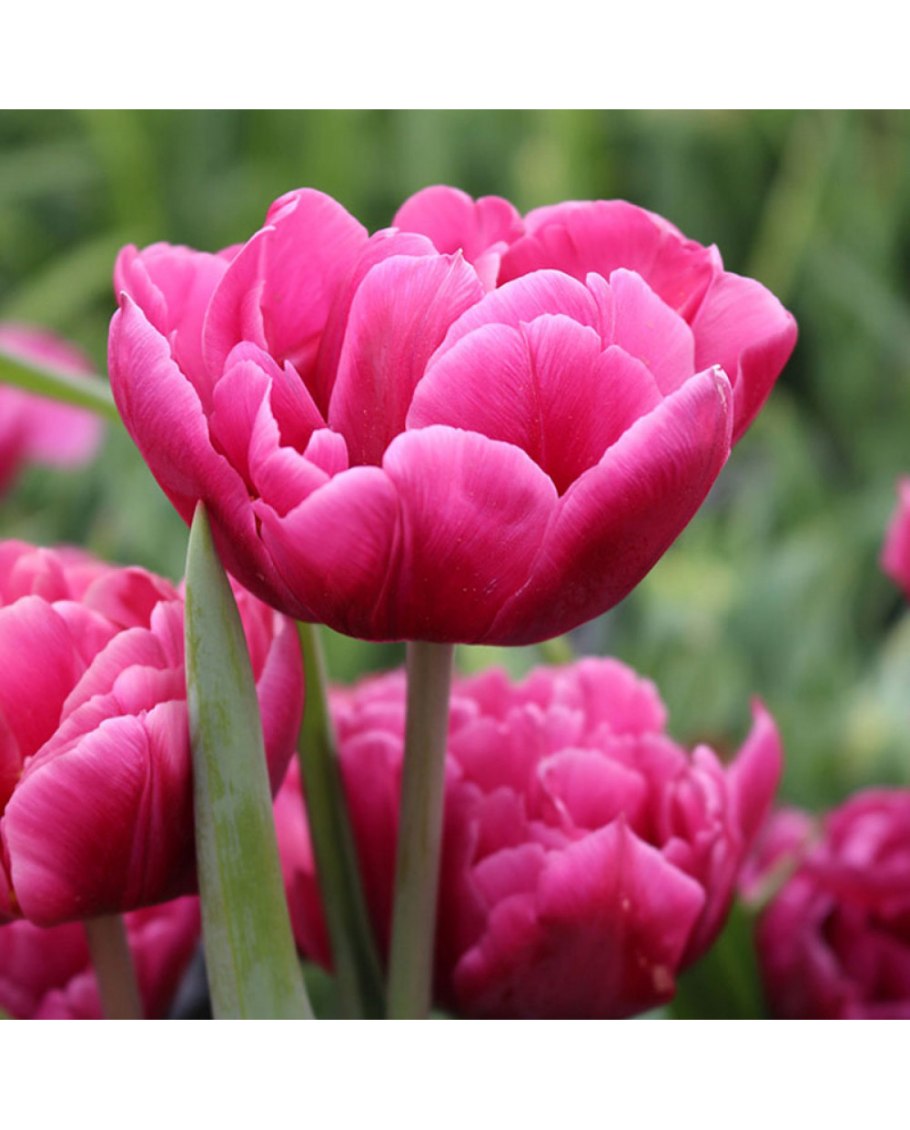 Тюльпан Margarita