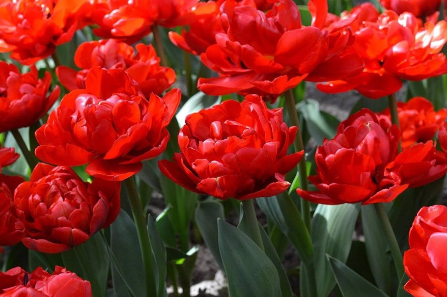 Тюльпан абба махровый