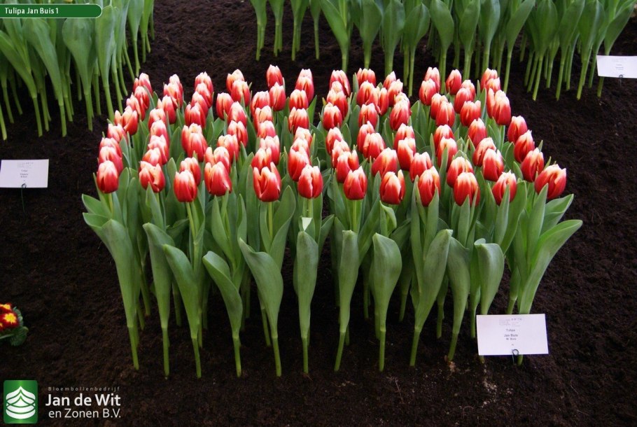 Тюльпан Гус Папендрехт