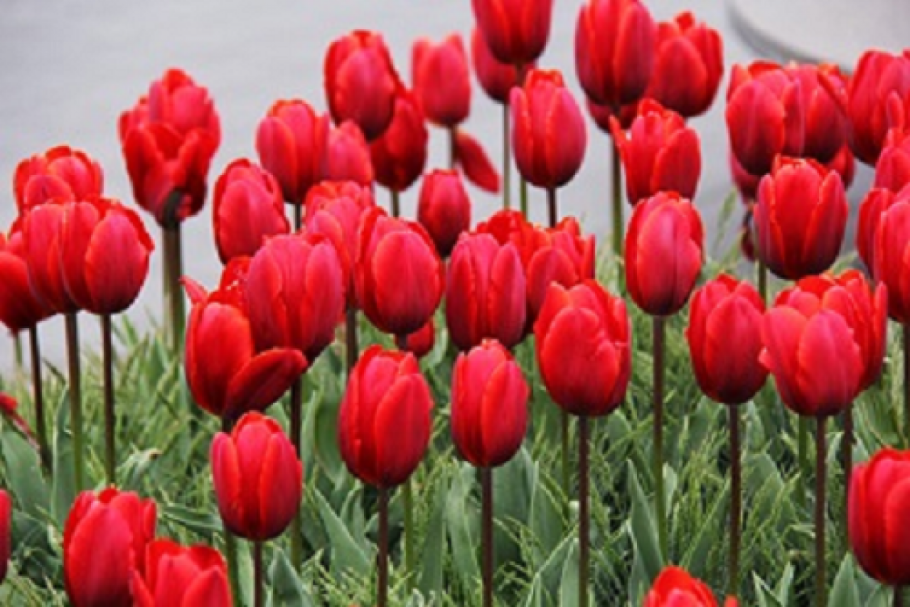 Тюльпан пионовидный Миранда