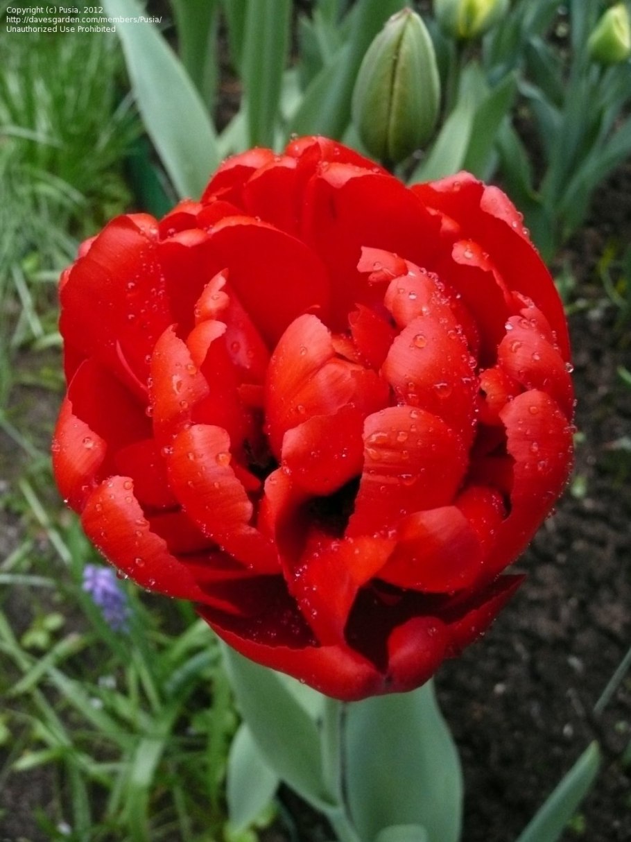 Тюльпан Дабл Кросби