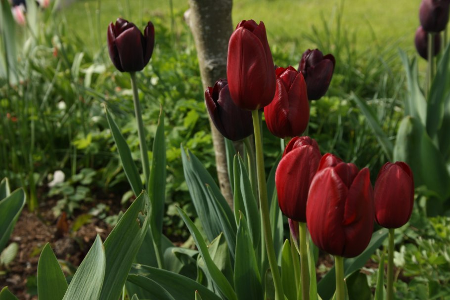 Тюльпан ред Чиф