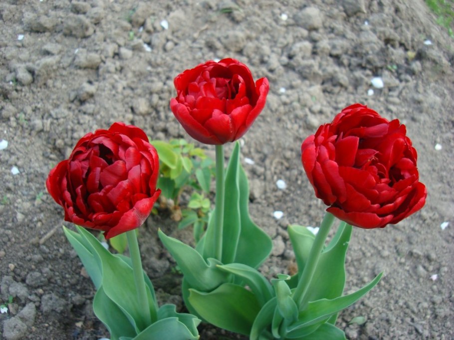 Тюльпан махровый ранний ред бейби долл