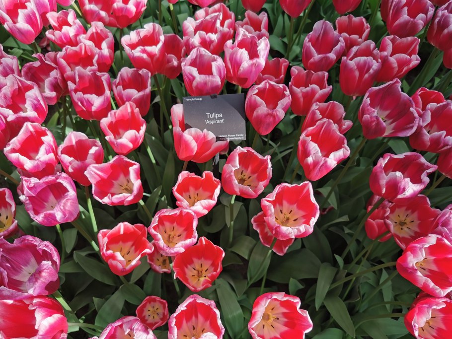 Тюльпан махровый бахромчатый белфорт