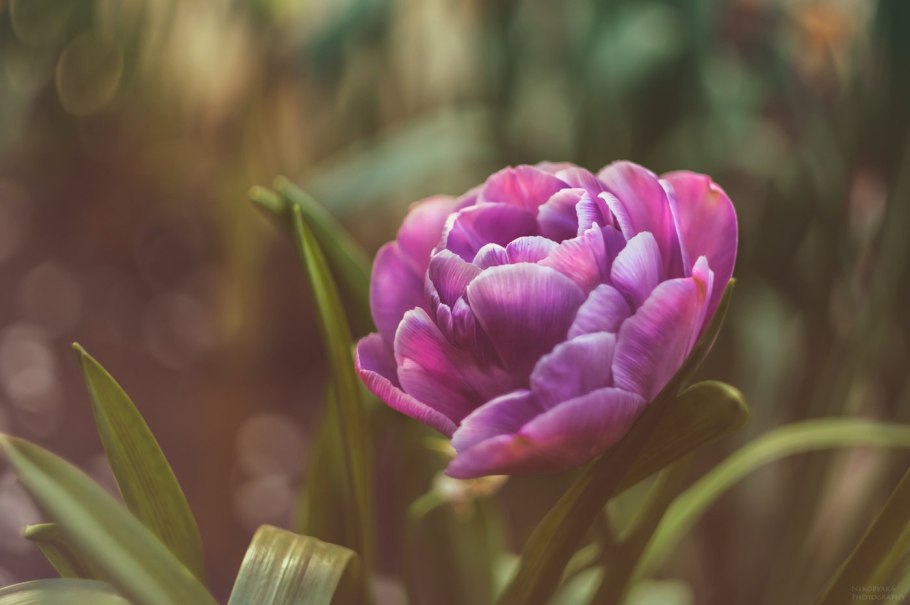 Тюльпан эмейзинг Грейс