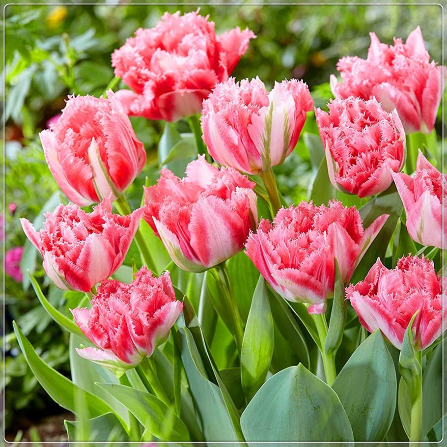 Тюльпан Crispion Sweet