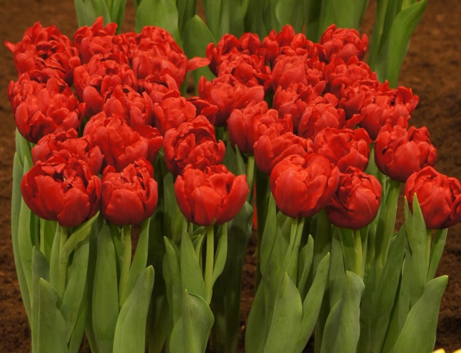 Сорт тюльпана Престо