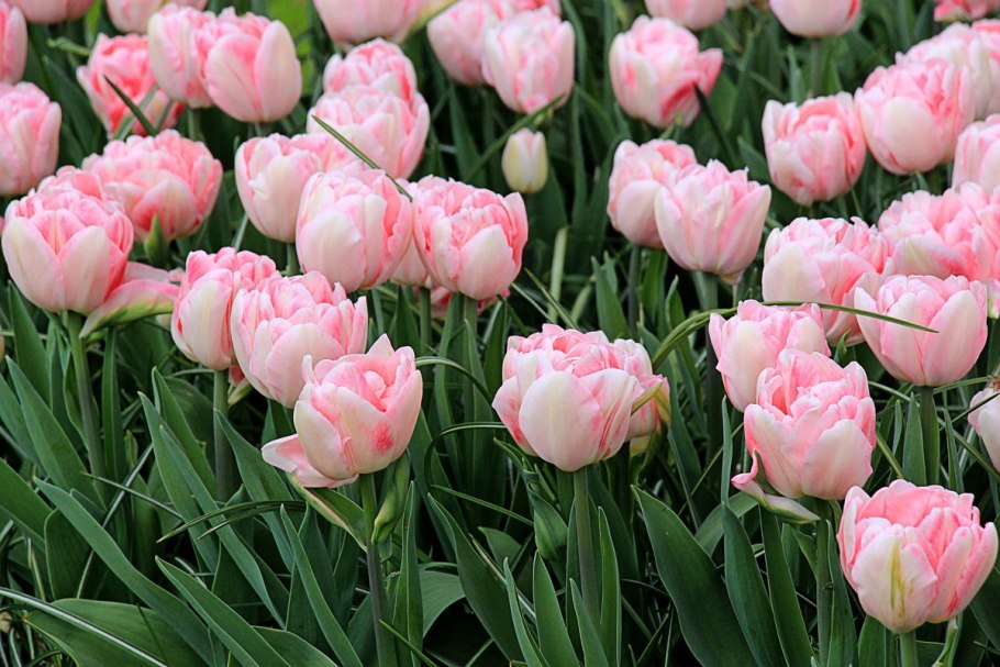 Сорт тюльпанов Фокстрот