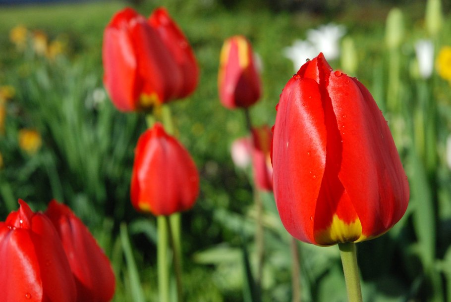 Тюльпан strong Red (Стронг ред)