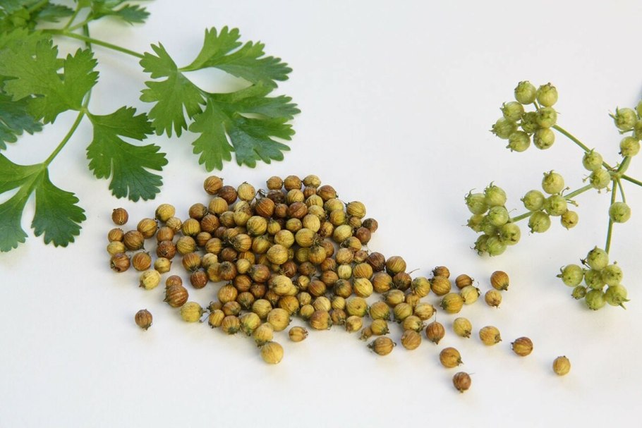 Кориандр кинза Сибирский лекарь