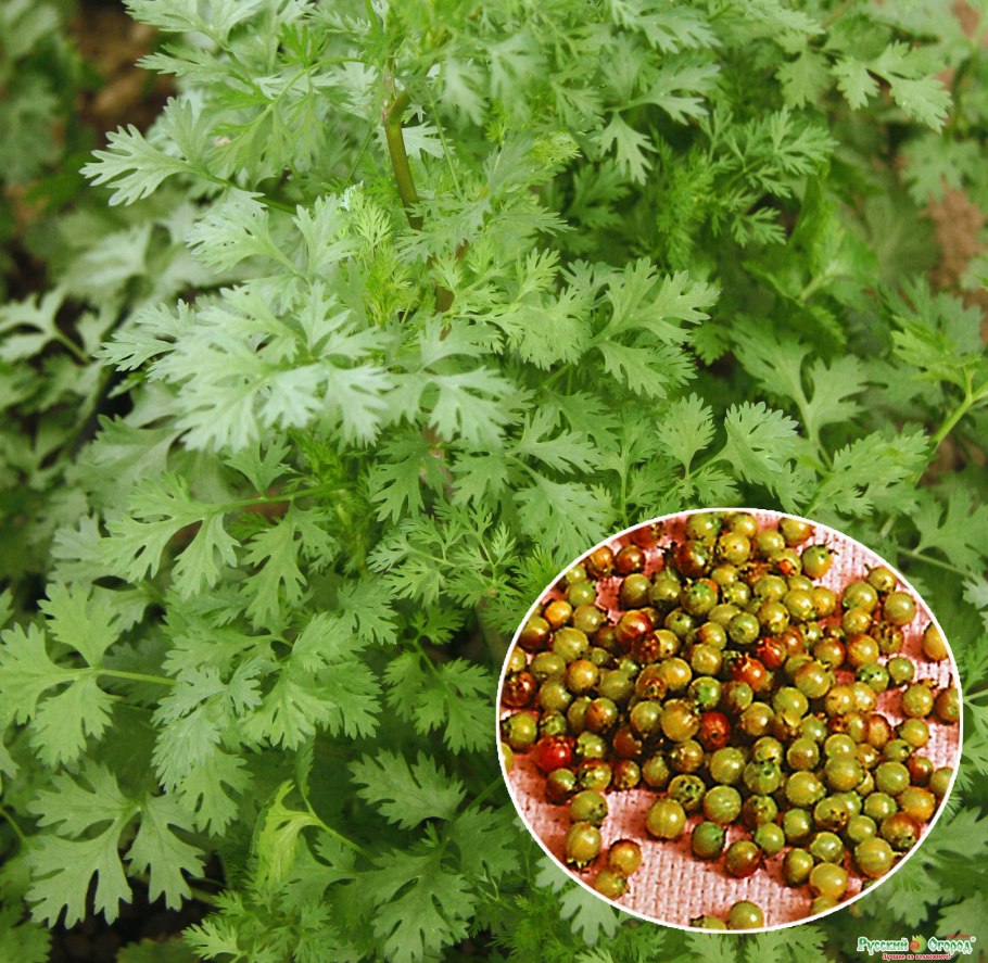 Кориандр (кинза)