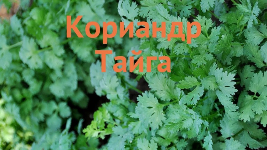 Кориандр растение