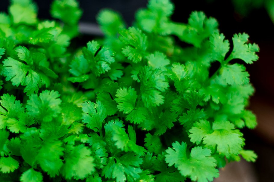 Кориандр (кинза) прелесть