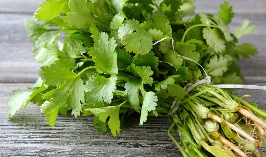 Петрушка плосколистная