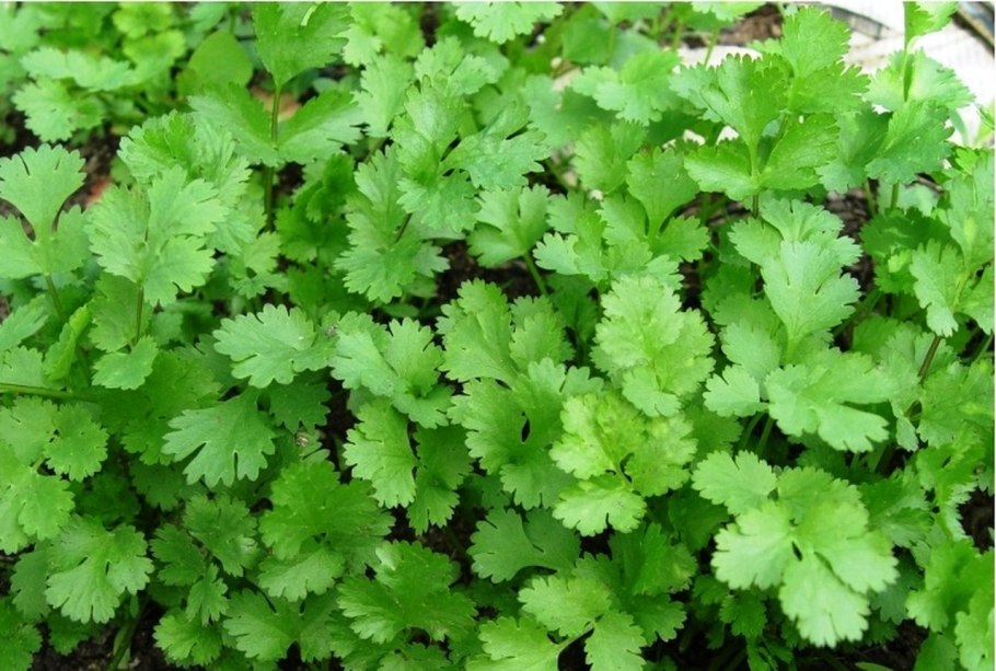 Кориандр (кинза) Бородинский