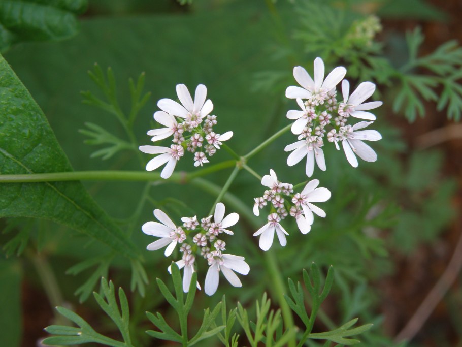 Листья кориандр прикорневые