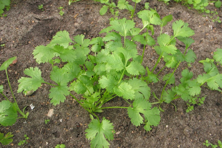 Кинза листик