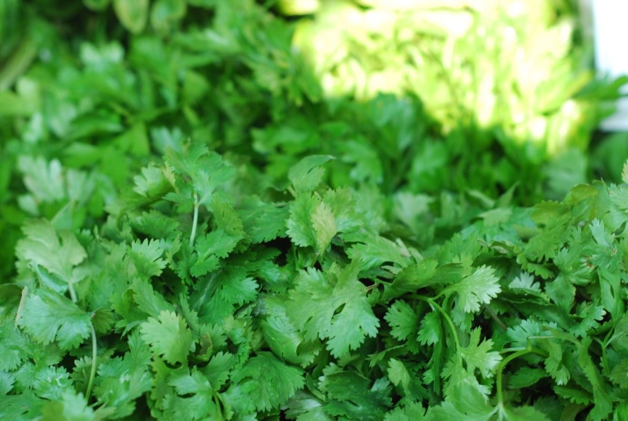 Горная кинза кирминдюк