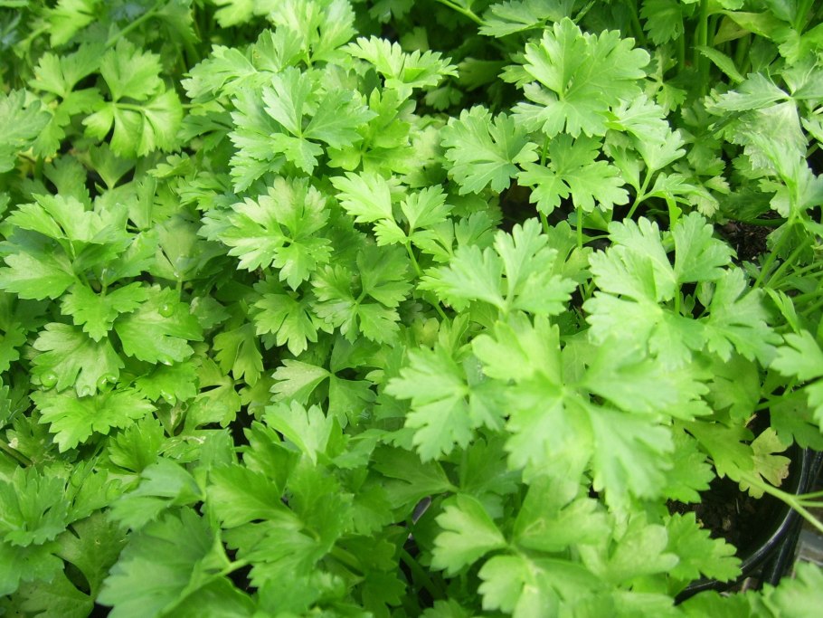 Петрушка parsley