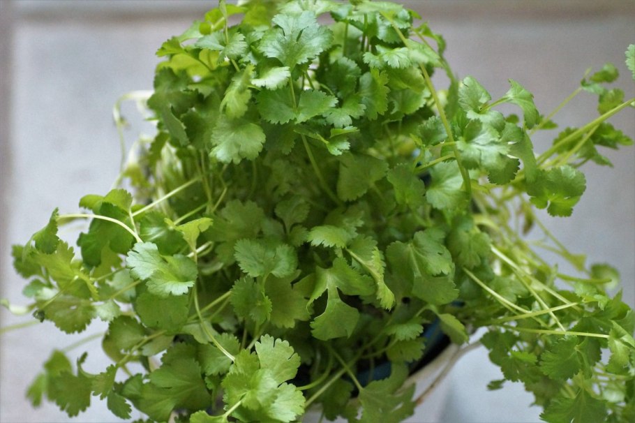 Кориандр кинза microgreen
