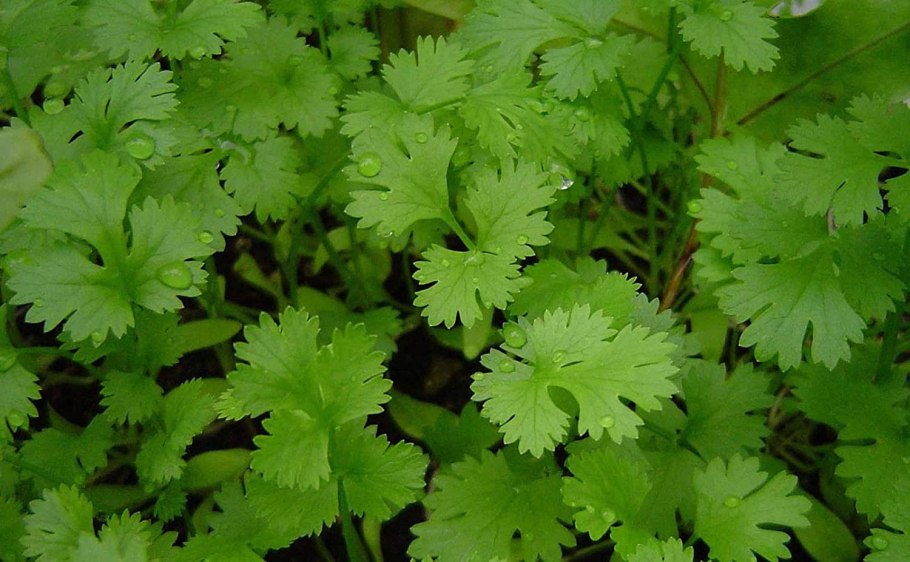 Кинза кориандр