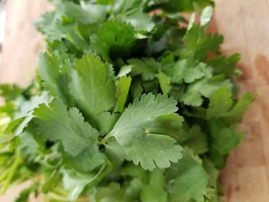 Зелёный сад кинза