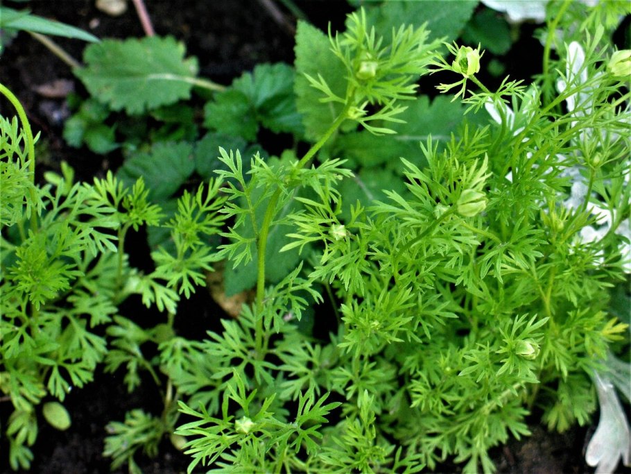 Кориандр посевной (кинза)