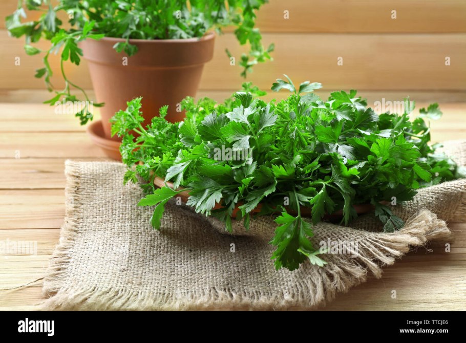 Кинза трава