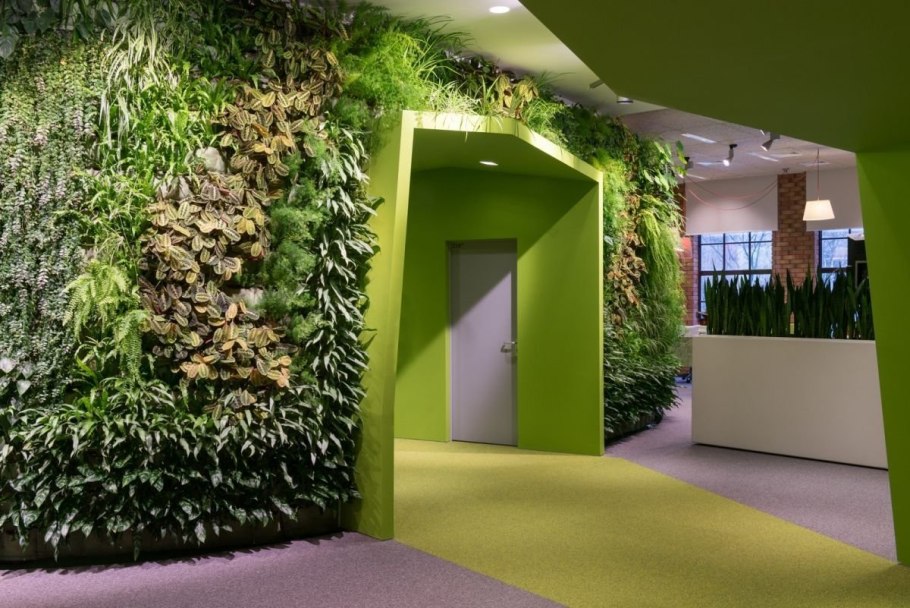 Фитостена Эпипремнум