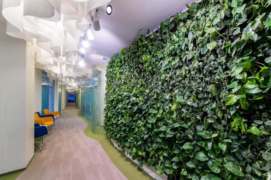 Хлорофитум фитостена