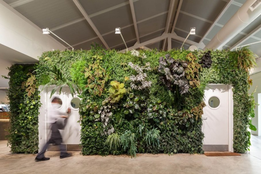 Фитостена Моховая