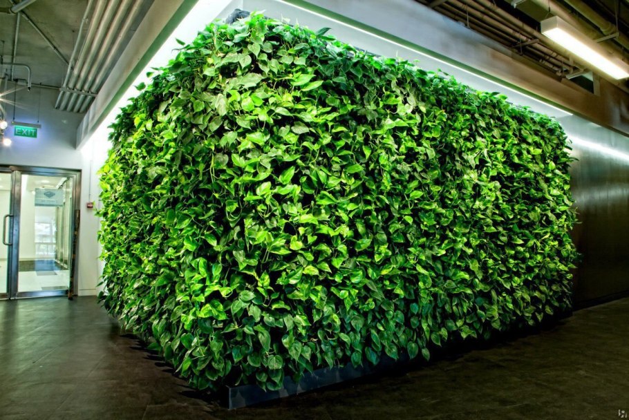 Живая стена (фитостена)