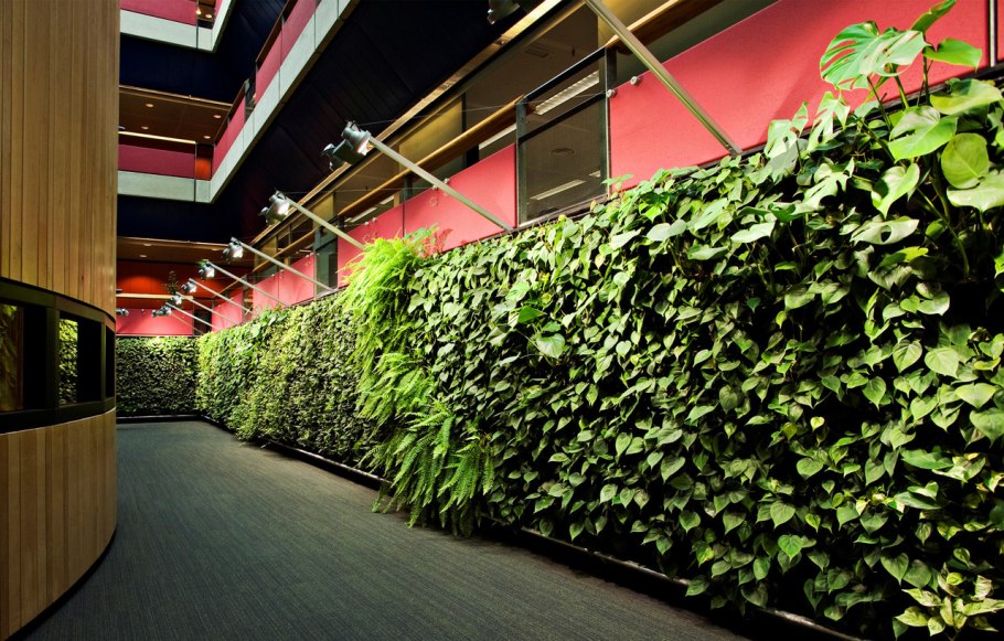 Фитостена Леруа Мерлен