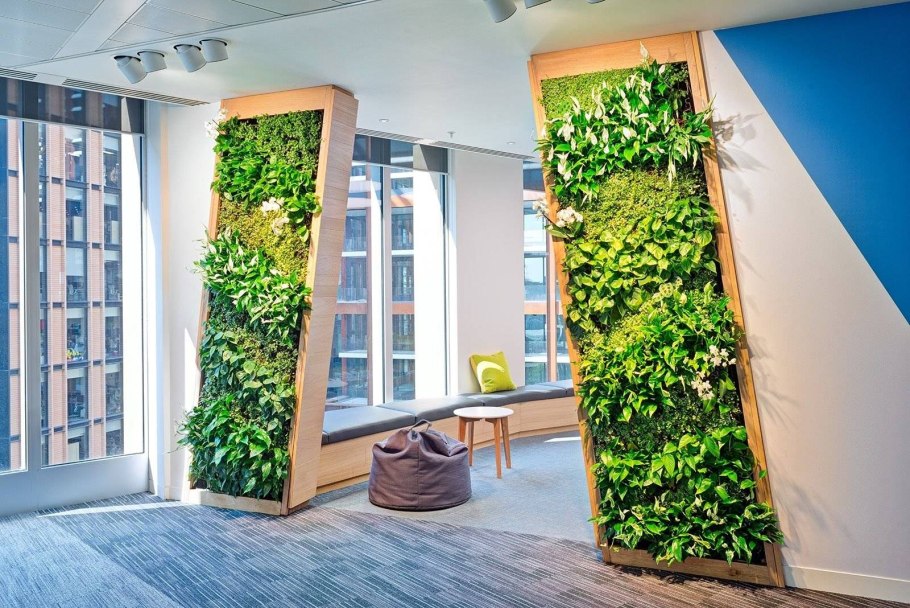 Фитостена мох