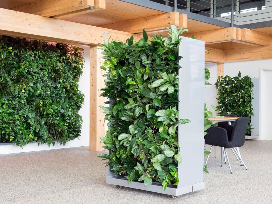 Нефролепис фитостена