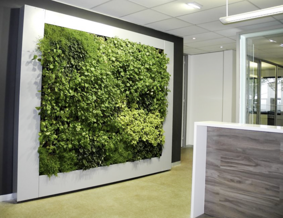 Фитостена самшит