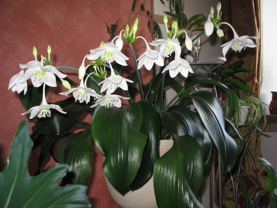 Эухарис Амазонская Лилия