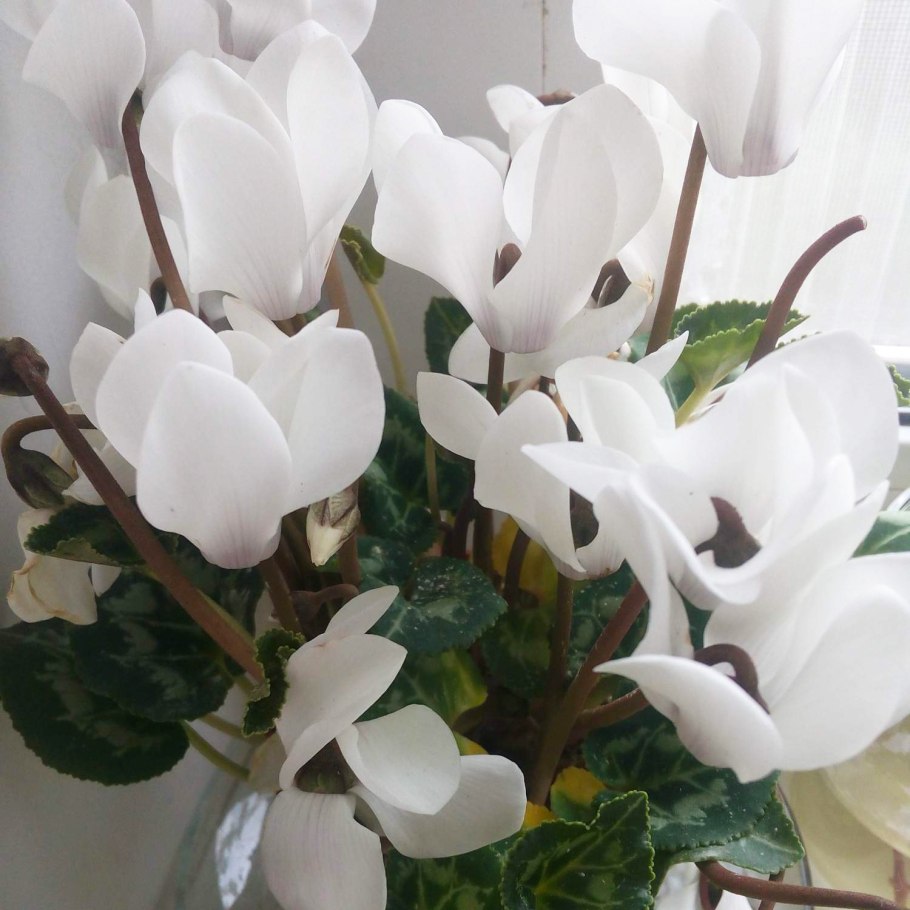 Цикламен персидский